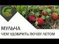 Мульча – чем удобрить почву летом