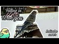 Falling in love with you-Hailey Reinhart (kalimba cover) w/ birds.