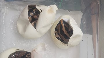 Clutch 26 egg cutting!  Orange dream Leopard het clown X Pied #Buildingblocks #animals  #ballpython