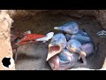 MOMENT 03 - KINGFISHER CHICKS