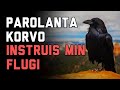 Parolanta Korvo Instruis Min Flugi