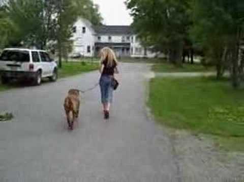 Suzan of Dext-Orr Bullmastiffs working Ruby Rag-Doll