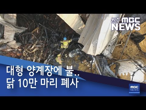 2019. 2. 13 [원주MBC] 대형 양계장에 불.. 닭 10만 마리 폐사