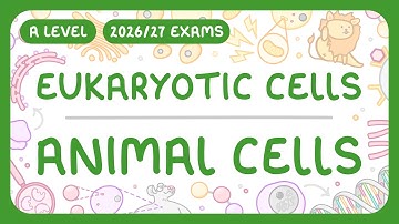 A-Level Biology - Eukaryotic Cells: Animal Cells | Organelles of Animal Cells (2026/27 exams)