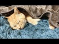 花凛ちゃんねるゲリラLINE配信💭