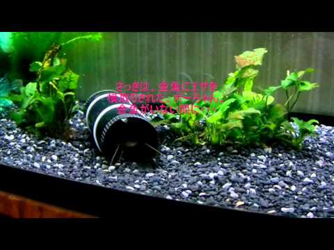 13 06 29 ナマズ水槽 エサの時間だよ Youtube 13 06 29 ナマズ水槽 エサの時間だよ Youtube