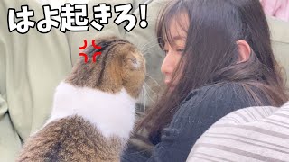 爆睡するママに激怒する猫