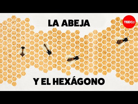 Video: ¿Por qué los nidos de avispas son hexagonales?