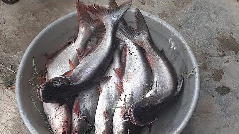 Cám R3 câu cá tra hầm hoang #camr1 #camr2 #camr3