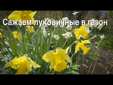 Vlog 190 - Как сажать луковичные растения в газон