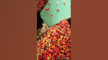 Coffee Harvest and Wet processing at Jaques Coffee Plantation, North Queensland, Australia.