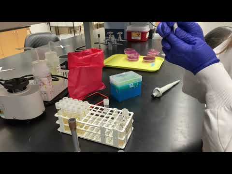 Video: Miks on IMViC kasulik Enterobacteriaceae tuvastamisel?