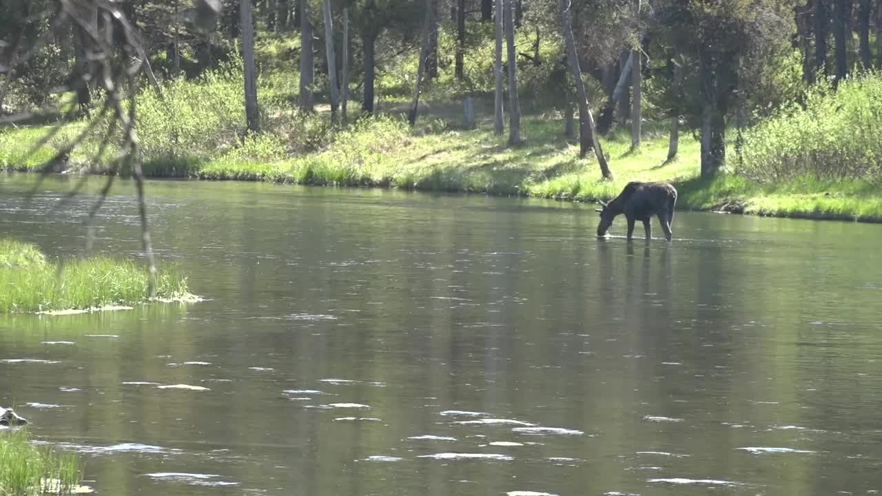 Island Park offers more than just a gateway to Yellowstone National ...