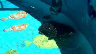My calm turtle moving around the pool while I play soft, peaceful and calm music :-) screenshot 3