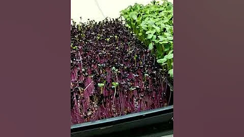 Microgreens progress GREEN PEA CILANTRO SUNFLOWER