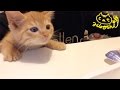 茶トラ子猫「ひろし」飼い主の顔見ておねだりニャ～・・・かっ可愛い～ Cute cat video: Dinner time