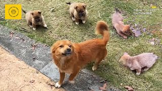 After feeding a stray dog's mum a few meals, she took a good samaritan to see her 4 puppies