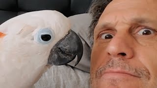 Man says this cockatoo completes him. Just don't tell his wife.