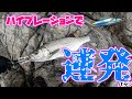 バイブレーションはヒラスズキに強かった！