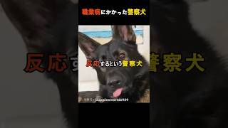 警察犬は引退しても一生警察犬な理由