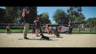 Floyd - Weimaraner - 4 Week Residential Dog Training