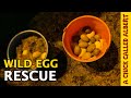 Incubating and releasing two secret buckets of wild birds  saving more eggs than ever before