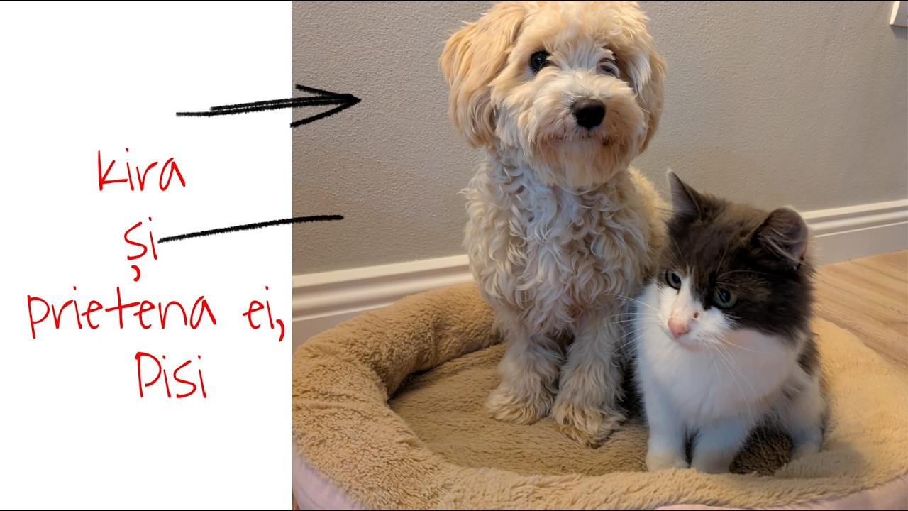 Kira și prietena ei, Pisi - Jurnalul unei cățelușe