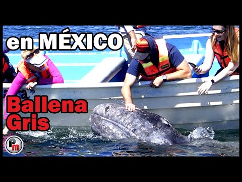 La ballena gris vuelve a deleitar a miles de turistas en México