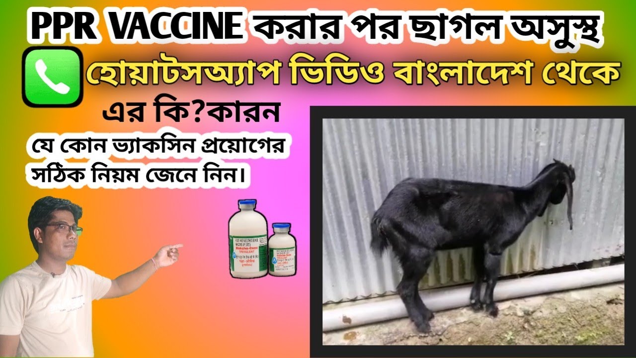 Ppr Vaccine Dose For Goat Per Day In India Pdf