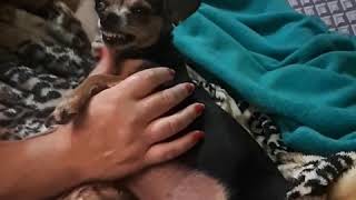 Cachorro Tufão não gosta de tomar banho
