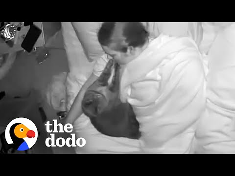 Cat Caught On Camera Trying To Wake Up Her Parents | The Dodo