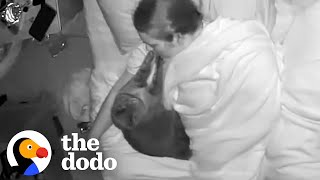 Cat Caught On Camera Trying To Wake Up Her Parents The Dodo