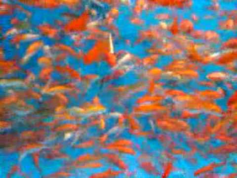 Watching the goldfish at Pet Smart - YouTube