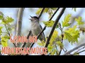 Wunderschöner Gesang der Mönchsgrasmücke /Beautuful singing Blackcap