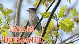 Wunderschöner Gesang einer Mönchsgrasmücke /Beautuful singing Blackcap