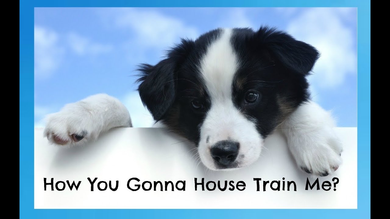 border collie potty training