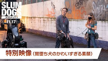 映画『スラムドッグス』特別映像「闇堕ち犬のかわいすぎる素顔 」＜11月17日(金)公開＞