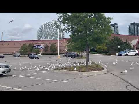 seagulls busy talking to each other