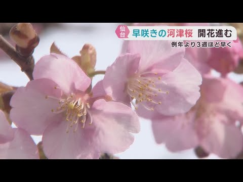 Kawazu cherry blossoms, a rare sight in Miyagi Prefecture, are