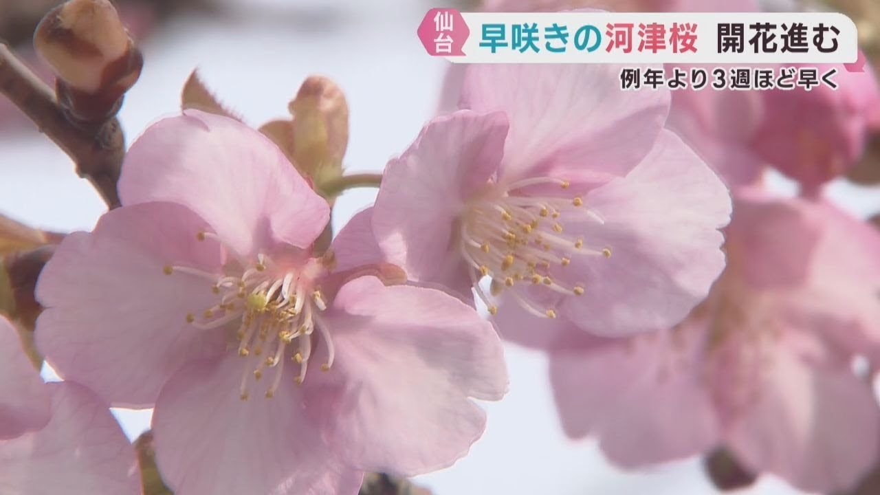 河津桜ドライフラワー　桜ドライフラワー　58 河津桜ドライフラワー 桜ドライフラワー 60 桜のボトルフラワー皿型M