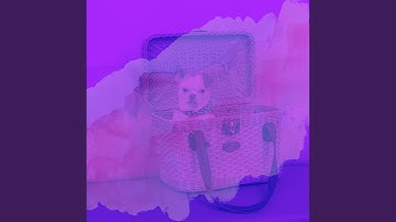 Pulsating Ambiance for Happy Dogs