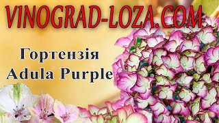 Великолиста гортензія Adula Purple