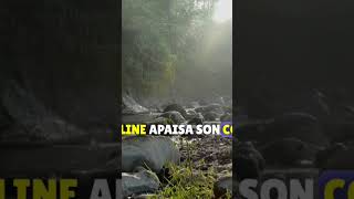 Un Millionnaire Retrouve Après 31 Ans La Femme Qui La Sauvé Lorsquil Est Tombé Sur Les Rails Du..