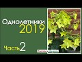 Что посеем в новом сезоне? Однолетники для сада и огорода.