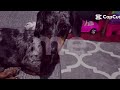 Amo meu cachorro