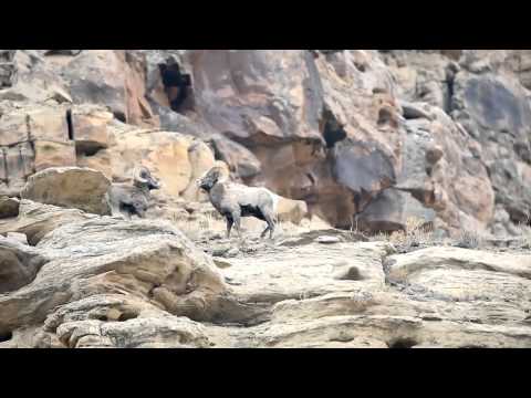 Bergschapen zijn middelgrote hoefdieren