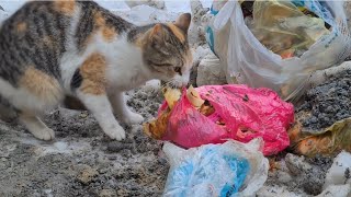 The poor stray cat needs to find Food from the trash or it will starve.