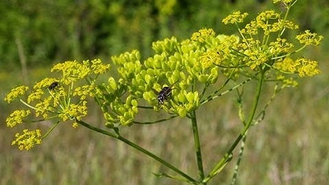 Wild Parsnip and Wild Carrot VS Poison Hemlock