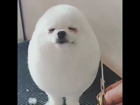 huevo perro el perrito dog egg