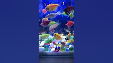 Fish / Cá Vàng Bơi / Cá Buồm #bethuysinh #concá #cácảnh #cávàng